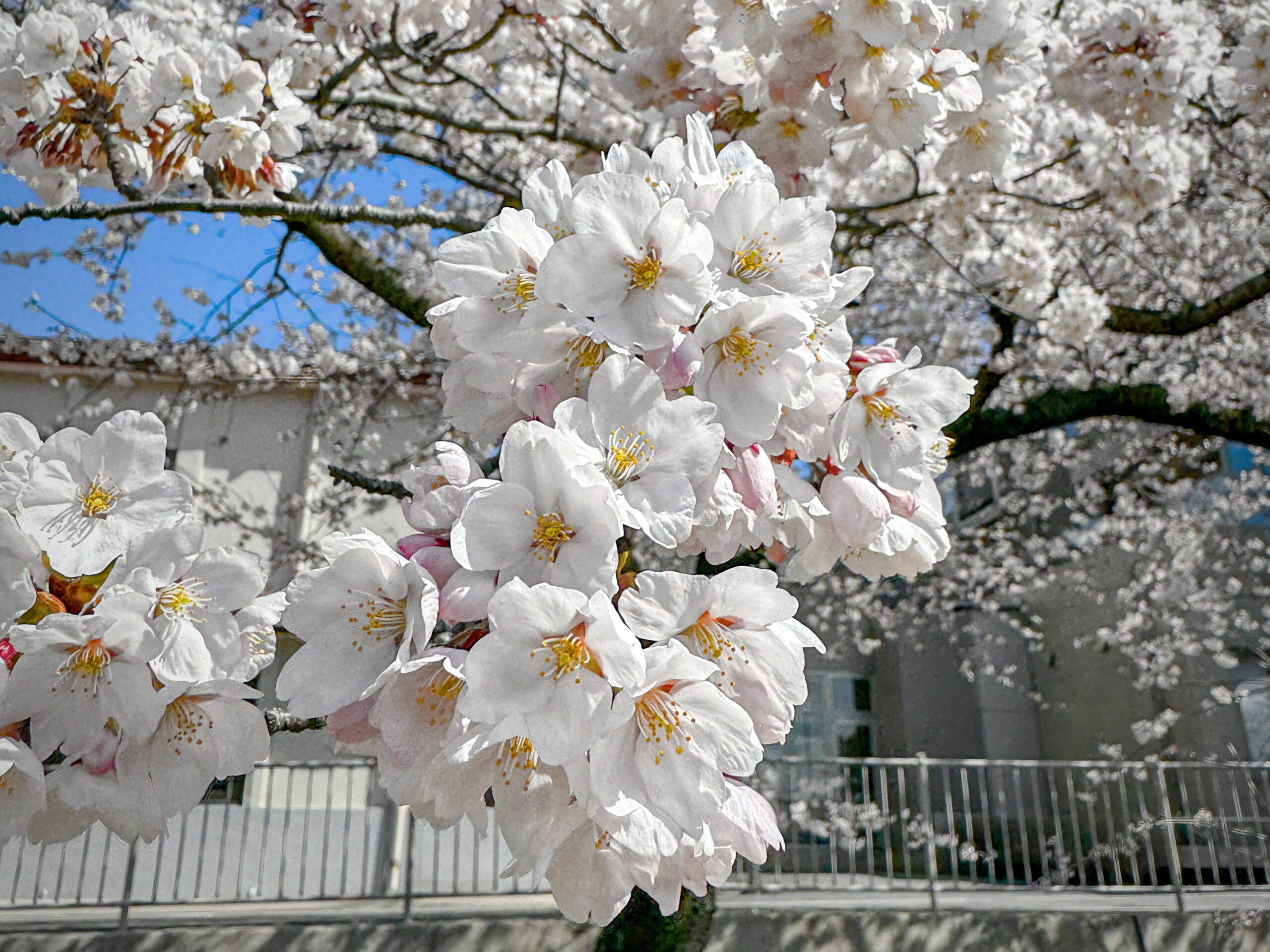 能代市役所の桜